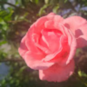 Meet your Posher, Tracy bootsma